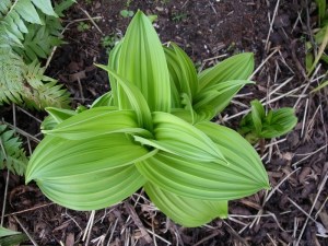 False hellebore