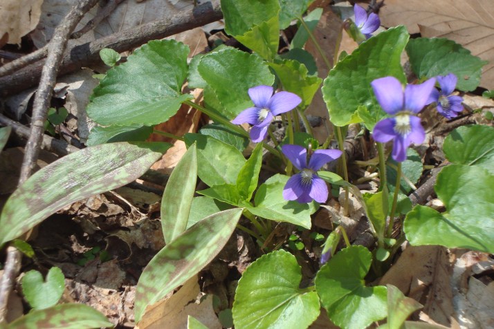 violet w trout lily