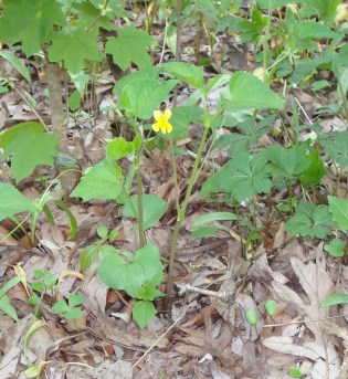  Yellow violet