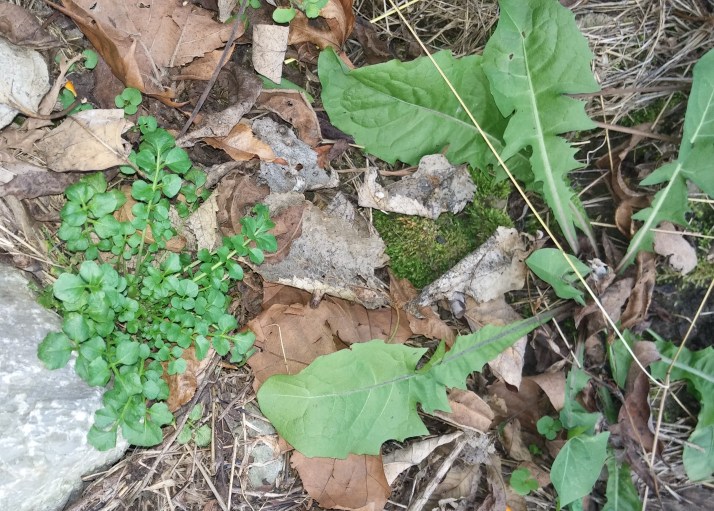 cress and dandelion - Copy