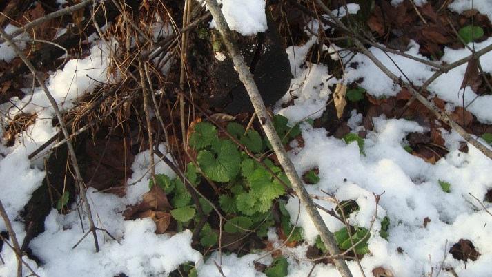 garlic mustard in snow