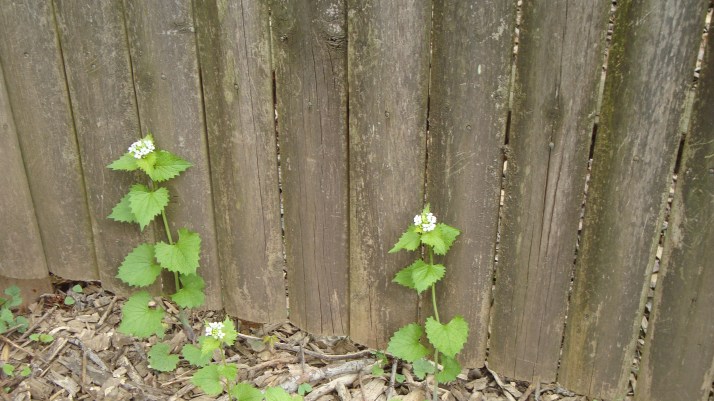 garlic mustard