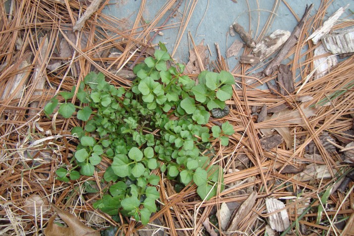 somekindacress in March