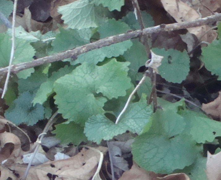 winter garlic mustard - Copy