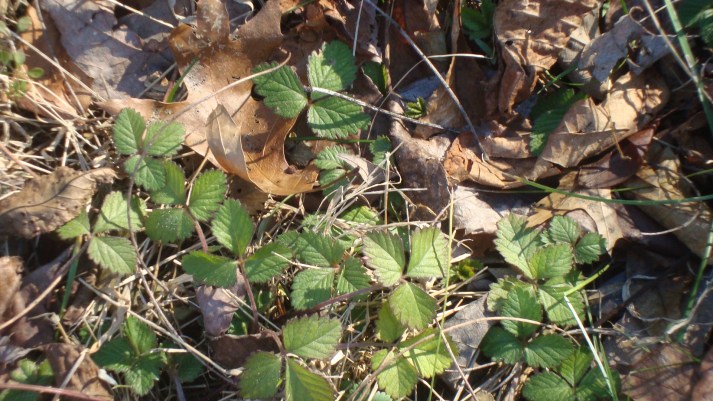 winter strawberry leaves