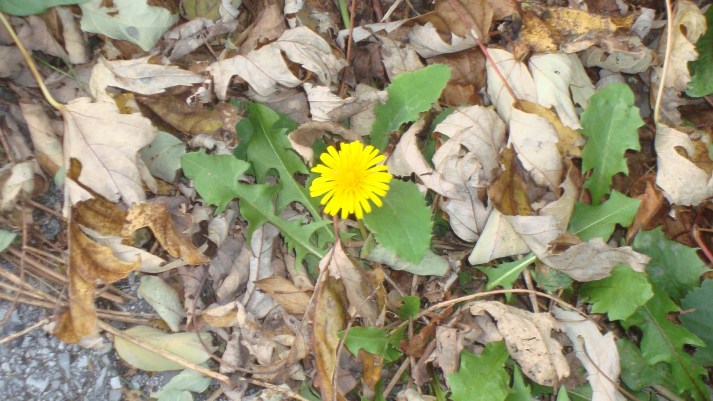 dandelion DSC08843