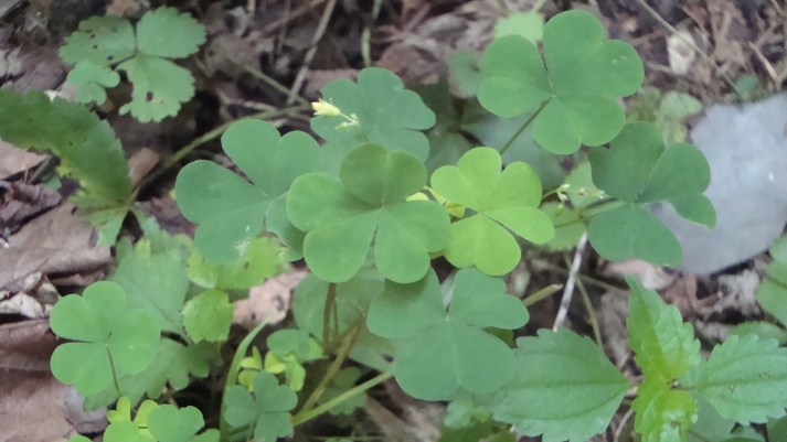 DSC07529 yellow wood sorrel